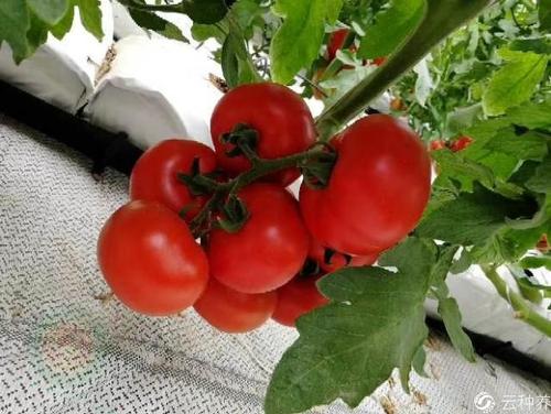 ���t������Щ��Ҋ���x��?���η�������Щ��