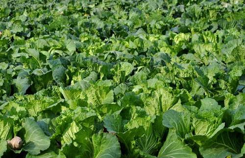 �Nֲ�ײ��x��ʲô���ʣ����ЙC�������ʵĺ�̎��