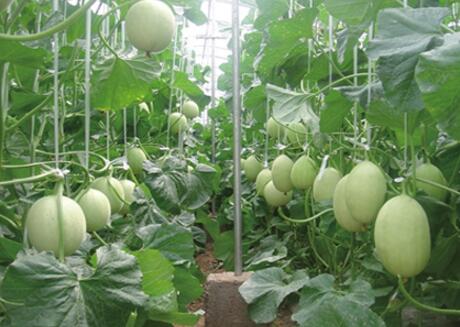 ��Ҫ�Nֲ��ϑ�(y��ng)ԓ����ʩ�ʣ����ʩ�ʼ��g(sh��)��