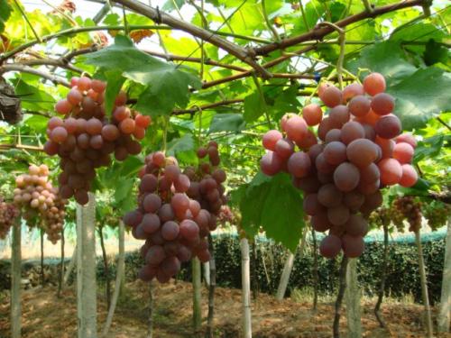 ����������Ҫ�B�����a ���òɺ�������P�I��