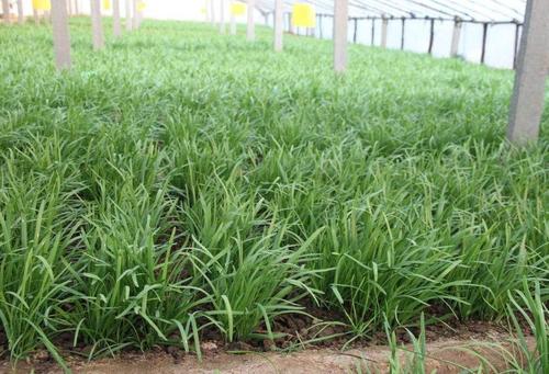 �²ˑ�ԓ��ʲô�r��ʩ�ʣ��²˸߮aʩ�ʷ�����