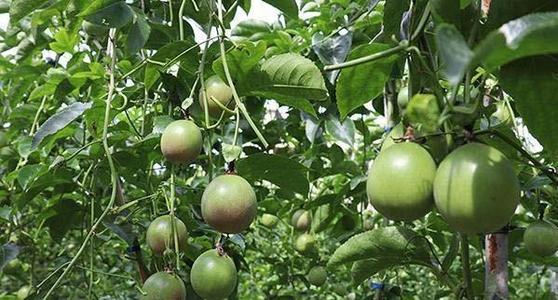 �������Ҫ�߮a��ԓ����ʩ����������߮aʩ�ʼ��g��