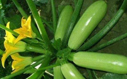 �Nֲ�����J��(y��ng)ԓ���ʩ�ʣ������Jʩ�ʼ��g(sh��)��