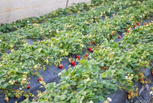 ��ݮ�����Ҏ(gu��)����ʲô����ʲôʩ��Ҫ�c(di��n)��