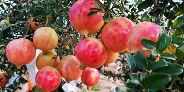 ʯ��ͬ�r�ڑ�ԓ���ʩ����ʯ��ʩ�ʼ��g��