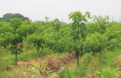 �����ԓ���ӽo��ľʩ�ʣ������ľʩ�ʼ��g��