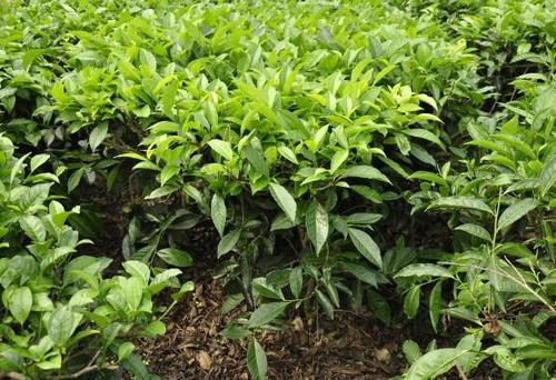 2020���ﶬ�����ƌWʩ��ָ����Ҋ