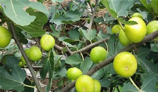 �Nֲ�o������ԓ���ʩ�ʣ��o����ʩ�ʼ��g��