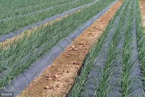 ���[��������c(di��n)��ʲô���Nֲ���[��(y��ng)ԓ���ʩ�ʣ�