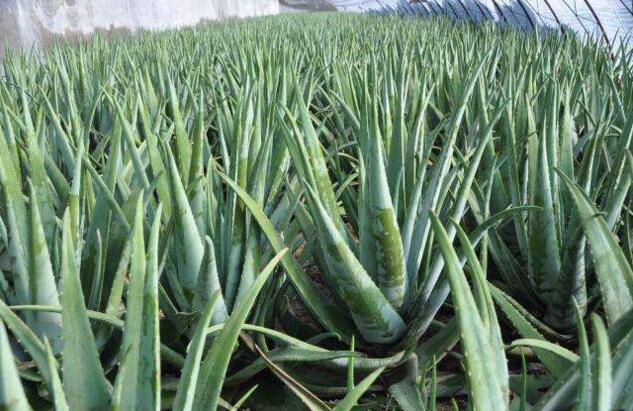 �Nֲ�J�C��ԓ���ʩ������ԓ��ʲô�r��ʩ����