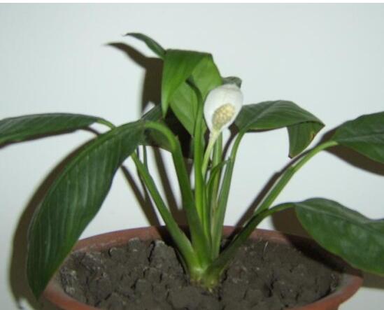 ����ʩ��ԓʹ��ʲô���ϣ�����ʩ����Ҫע��ʲô��