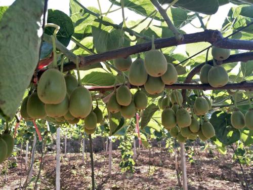 �J�����＾��ԓ���ʩ�ʣ��J�����＾ʩ�ʼ��g��