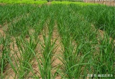 �²���Ҫ�߮a(ch��n)��(y��ng)ԓ���ʩ�����²˸߮a(ch��n)ʩ�ʼ��g(sh��)��