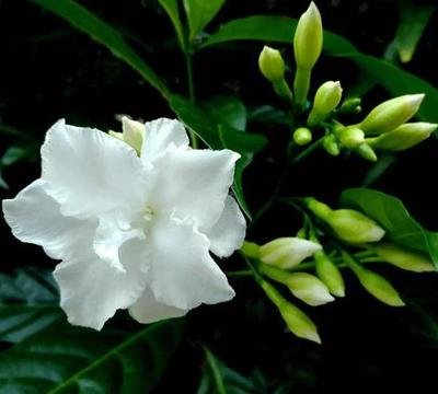 �����������Ҏ����ʲô��ʩ�ʕr��Ҫע��ʲô��