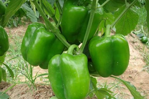 �𽷵�������c��ʲô���Nֲ�𽷑�ԓ���ʩ�ʣ�