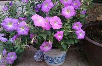 ����ţ�ڸ����r�ڑ�(y��ng)ԓ���ʩ�ʣ�����ţʩ�ʼ��g(sh��)��