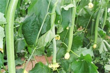 �Nֲ�z�ϑ�(y��ng)ԓ���ʩ�ʣ��z��ʩ�ʼ��g(sh��)��