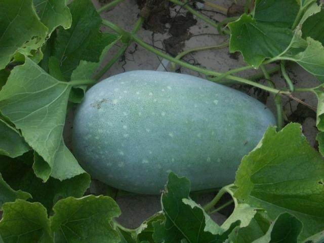 �Nֲ���ϑ�(y��ng)ԓ���ʩ����ʩ�ʕr(sh��)��Ҫע��ʲô��