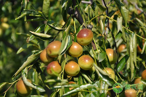 ����ʩ�ʑ�ԓ�x��ʲô���ϣ���ԓ��ôʩ��