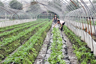 ������@ʩ�ú�����Ч���c��������@��ʲô�^�e��