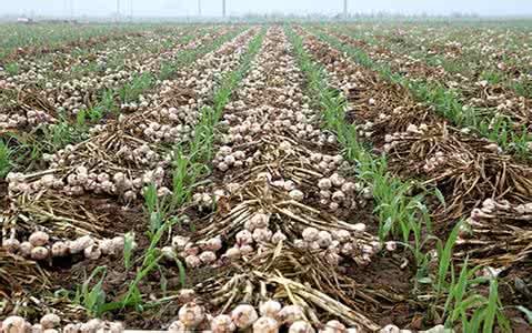 ���ⶬ����(y��ng)ԓ���ʩ�ʣ���Ҫע��ʲô��