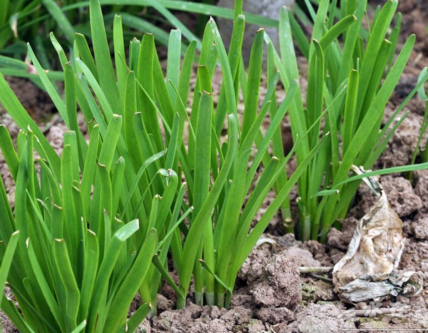 �������׷�ʩ�ô�����Щ�`�^����Ҫע��ʲô��