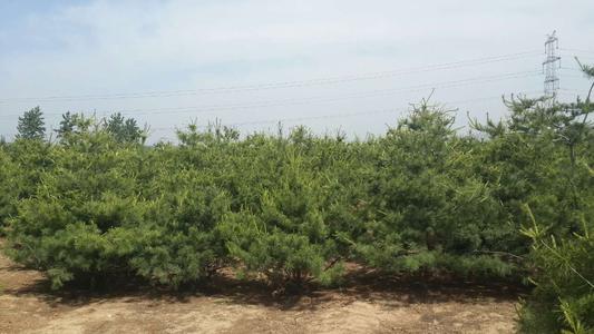 �Nֲ��Ƥ�ɑ�ԓʩʲô������ʩ�ʕr��Ҫע��ʲô��