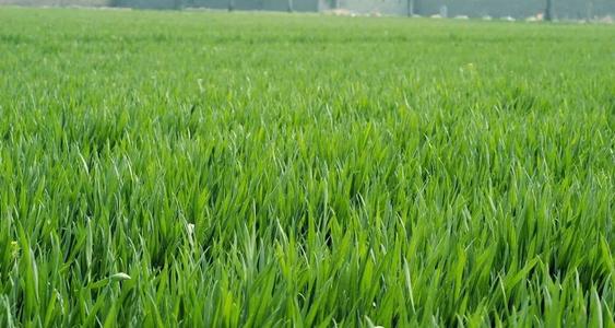 �Nֲˮ����ԓ��ʲô�r��ʩ�ʣ���ԓ����ʩ�ʣ�