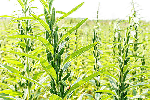 �Nֲ֥�鑪(y��ng)ԓ��ʲô�r(sh��)��׷�ʣ���(y��ng)ԓ��ô׷��