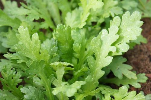 ����ʩ����Ҫ��ѭʲôҎ(gu��)�ɣ�����ʩ����Ҫע��ʲô��