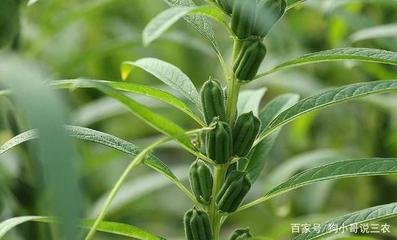 ֥����Ҫ�߮a(ch��n)��(y��ng)ԓ���ʩ�ʣ�֥��ʩ�ʼ��g(sh��)��