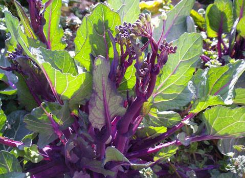 �Nֲ�t��̦��Ҫʩʲô�ʣ�ʩ�ʕr��Ҫע��ʲô��