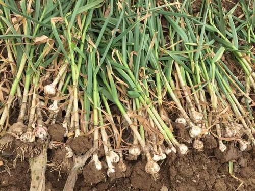 �����ߴ���a��������߮a�Nֲ���g��