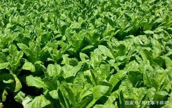 �Nֲ�n�đ�(y��ng)ԓ����ʩ������Ҫע��ʲô��