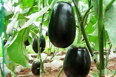 ���ӵ�������c��ʲô���Nֲ���ӑ�ԓ���ʩ�ʣ�