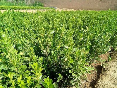 �Nֲ�S�ԓ���ʩ�ʣ��S��ʩ�ʼ��g��