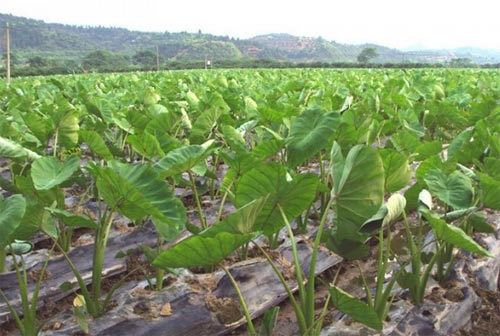 ������(y��ng)ԓ���ʩ������Ҫע��ʲô��