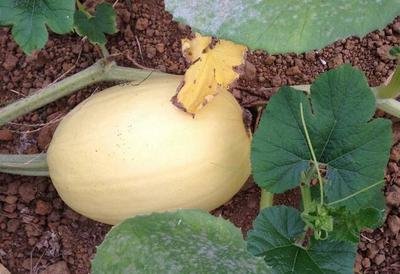 ��z��ԓ��ηNֲ����z�ϷNֲ���g(sh��)��