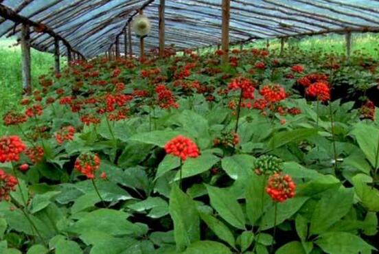 �Nֲ�˅������󅢑�ԓ���ʩ�ʣ���Ҫע��ʲô��