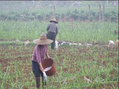 ��ֲ���~��ʑ�ԓ��ʲô�r��ʩ�ã���ôʩ�ã�