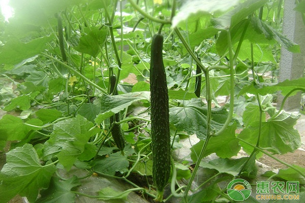 �S�ϻ����ڑ�(y��ng)ԓ���ʩ�ʣ���Ҫע��ʲô��