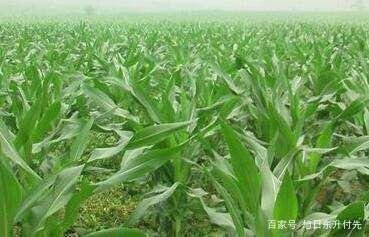 ���ّ�ԓ��ʲô�r����ֲ����ˮ��ι�����