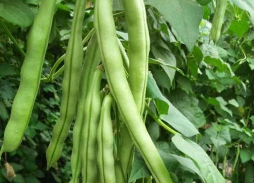 �Nֲ�|����ԓ���ʩ�ʣ��|��ʩ�ʼ��g��