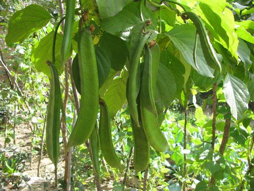 ������Ҫ�߮a��ԓ���ʩ�ʣ������߮aʩ�ʼ��g��