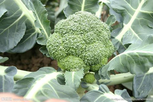 ���m��������ɶԭ�����m�����ĵķ��δ�ʩ��