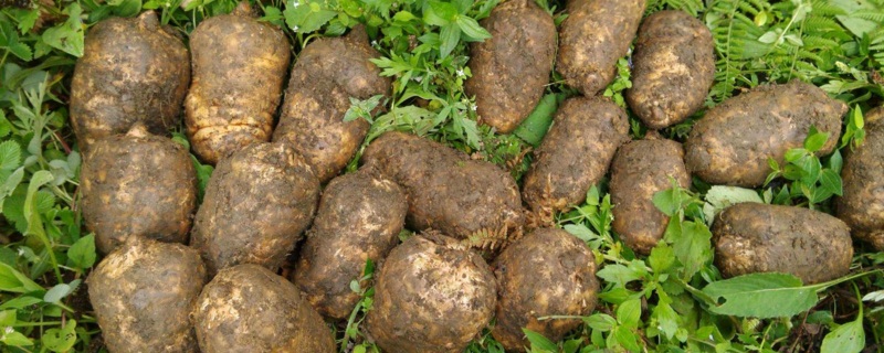 ħ����Ҫ�N�ĺÑ�(y��ng)ԓʩʲô���ϣ�ӛס�@���c��