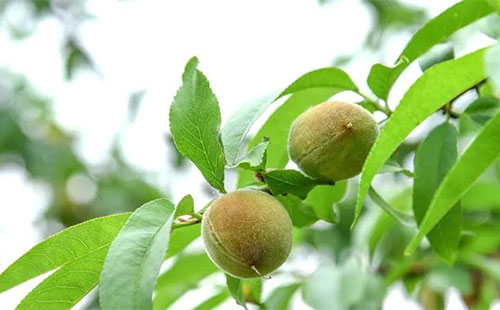 һ��֮Ӌ���ڴ����Ҙ�ʩ�����v����