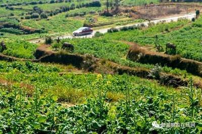 �׷ʌ�(du��)ֲ������L(zh��ng)��Ҫô��������Щ���ã�