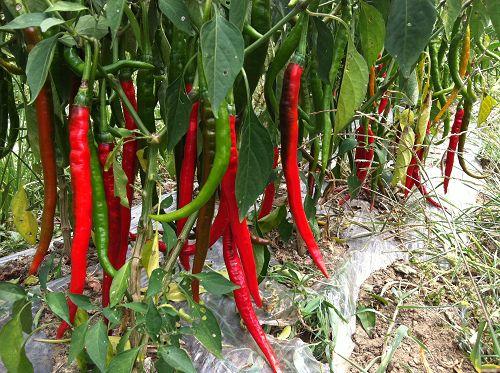 �Nֲ��������(y��ng)ԓ���ʩ�ʣ���Ҫע��ʲô��