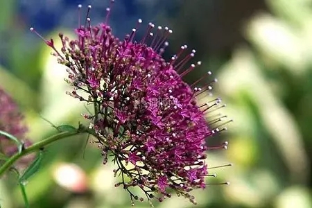 Ϧ�F����(y��ng)ԓ��ηNֲ�����ȥ�o��ʩ�ʣ�